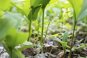 Lily of the valley (Convallaria majalis) in the forest near Moritzburg