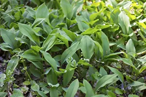 Lily of the valley (Convallaria majalis) in the forest near Moritzburg