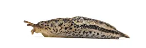 Limax maximus, literally, biggest slug