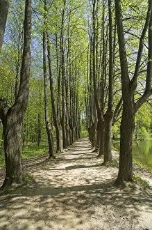 Lime alley on the shore of the pond