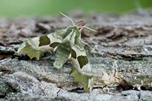Lime Hawk-moth (Mimas tiliae) Rhineland-Palatinate