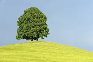 Lime tree (Tilia) standing on a hill in front of gathering storm clouds