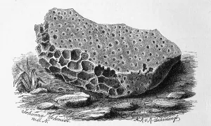Limestone perforated by the boring sponge