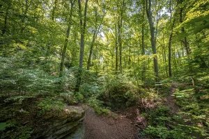 Limestone rocks in the mixed forest at Burschenplatz in the Rautal forest area with sun star in summer