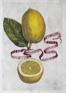 Limon Citratus, citrus fruit, hand-coloured copperplate engraving from Giovanni Baptista Ferrari Hesperides