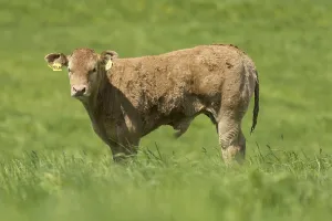 Limousin cows and calves in lush pasture