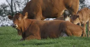Limousin Domestic Cattle, Cows and Calves