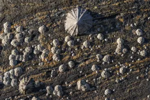 Limpet and barnacles (Patella vulgata)