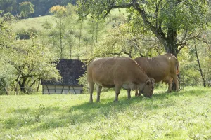 Limpurger cattle at the Hohenloher open-air museum