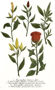 linariae, indicus panniculo, indicus panniculo (flavescente)