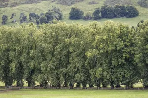 Linden Avenue, Blair Castle, Blair Atholl