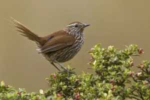 Line-fronted Canastero (Asthenes urubambensis)