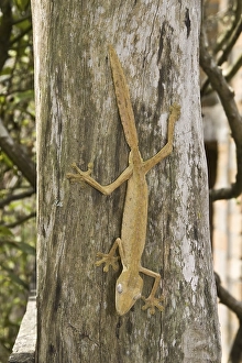 Lined leaf-tail gecko (Uroplatus lineatus)