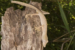 Lined Leaf-Tailed Gecko (Uroplatus lineatus)