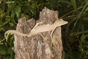 Lined lined leaf-tailed gecko (Uroplatus lineatus)