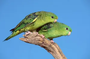 Lineolated (Bolborhynchus lineola) Parakeets, pair