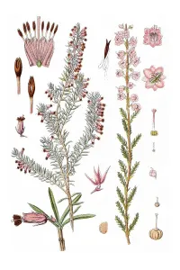 Links: Winter heath (Erica carnea)