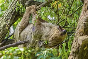 A Linnaeus's two-toed sloth (Choloepus didactylus)