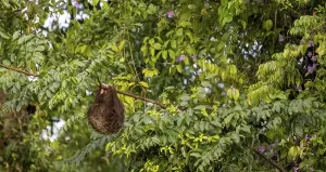 Linnaeus's two-toed sloth (Choloepus didactylus) hanging from a thin branch in a tree