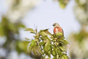 Linnet (Carduelis cannabina), standing on cherry tree branch