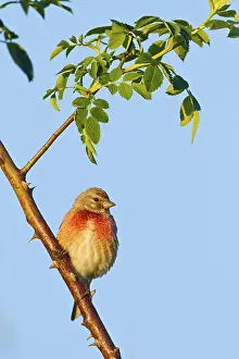 Linnet, Common Linnet, Eurasian Linnet