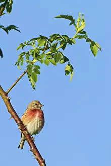 Linnet, Common Linnet, Eurasian Linnet