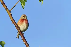 Linnet, Common Linnet, Eurasian Linnet