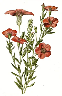 Linum grandiflorum, Garden Flax