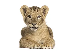 Lion cub lying, looking at the camera