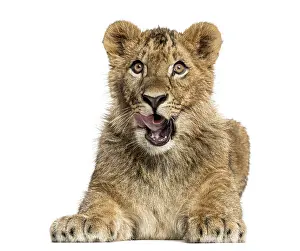 Lion cub lying and looking greedily