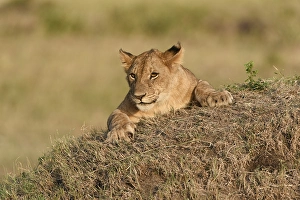 Lion cub (Panthera leo) in the evening light on a termite mound