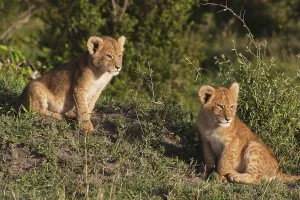 Lion cubs (Panthera leo) in the early morning light