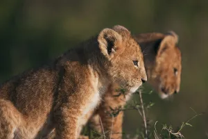Lion cubs (Panthera leo) in the early morning light