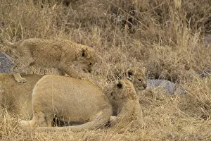 Lion cubs playing on a lioness's back in a rocky savanna setting