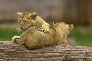 Two lion cubs playing on a log in a natural environment