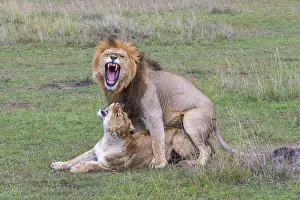 Lion and lioness mate, Copula, Africa