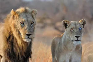 Lion and Lioness (Panthera leo), Kruger National Park, South Africa, Africa
