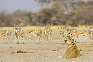 Lion, Lioness (Panthera leo) Nxai Pan