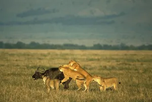 Lion lions (Panthera leo) kill buffalo