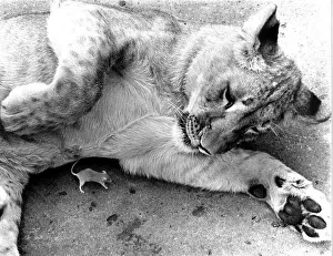 Lion with little mouse, England, Great Britain
