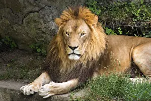 Lion male lying on the ground