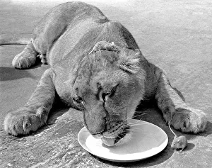 Lion with mouse on his head, England