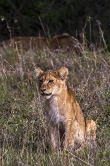 Lion offspring (Panthera leo), South Africa