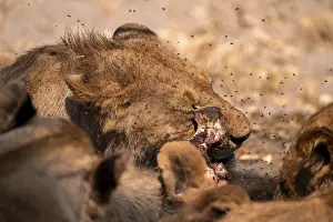 Lion pack with kill, lion (Panthera Leo) eats buffalo