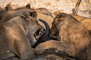 Lion pack with kill, lion (Panthera Leo) eats buffalo