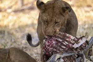 Lion pack with kill, lion (Panthera Leo) eats buffalo