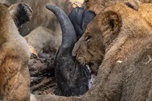 Lion pack with kill, lion (Panthera Leo) eats buffalo