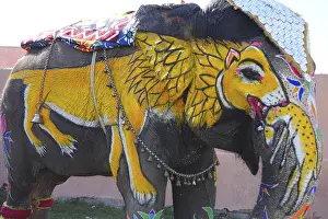 Lion painted on elephant, Jaipur, Rajasthan, India