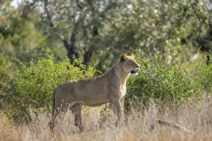 Lion (Panthera leo), adult female