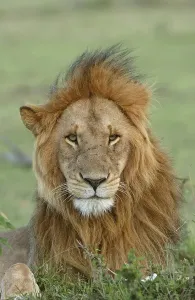 Lion (Panthera leo), adult male